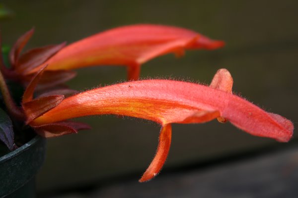 http://www.cloudjungle.com/cloudjungle/gesneriaceae/Columnea/Columnea noid flower1.jpg